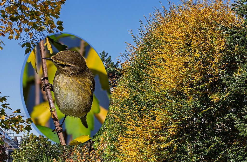 Wie von Zauberhand – Sonne!