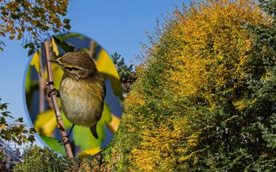 Wie von Zauberhand – Sonne!