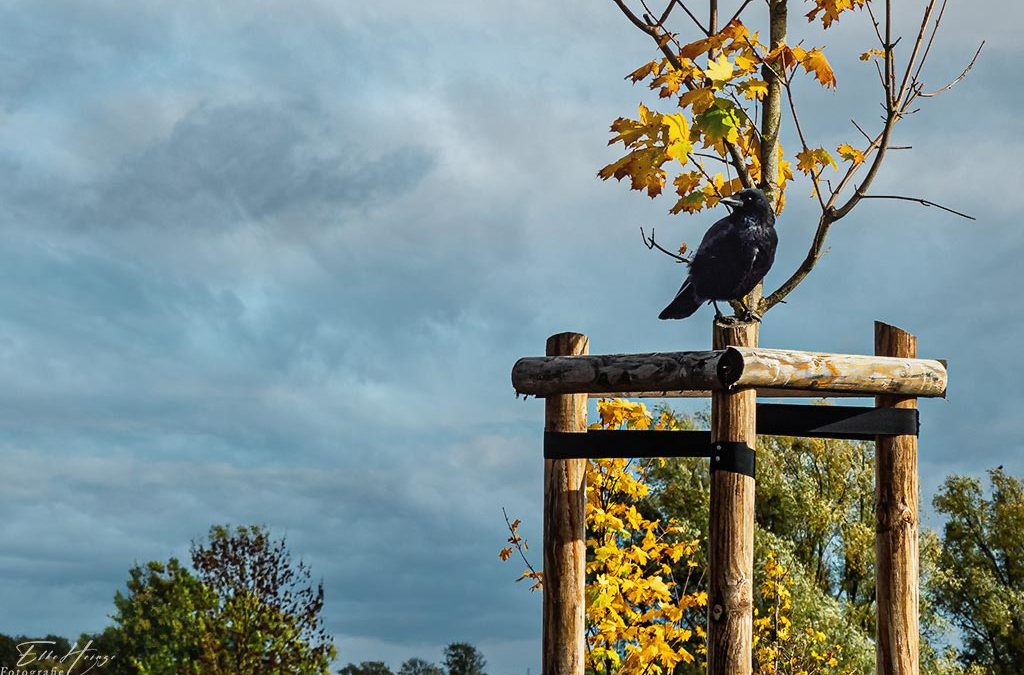 Mein 12tel-Blick im Oktober