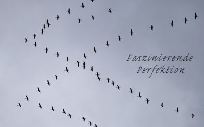 Die Kraniche sind unterwegs