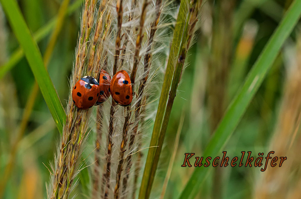 Käferchen & Käferchen