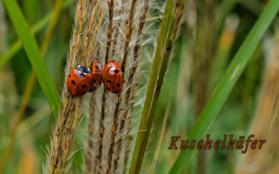 Käferchen & Käferchen