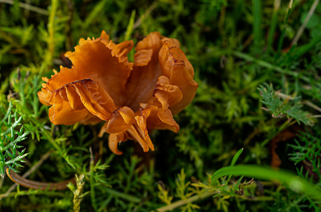 Garten – wann immer das Wetter mitspielt