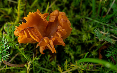 Garten – wann immer das Wetter mitspielt