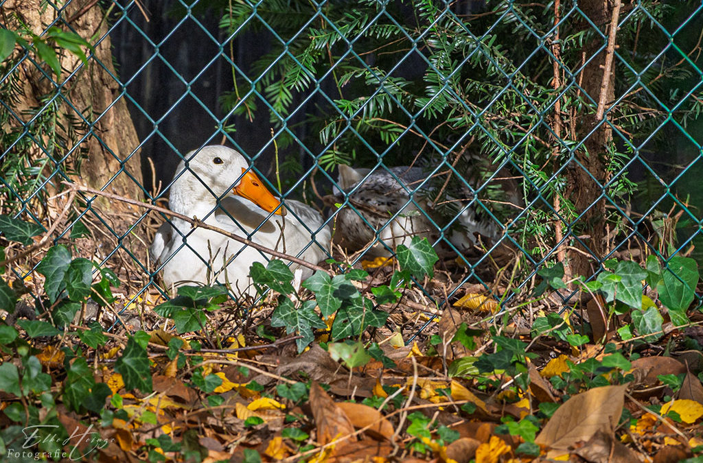 „Nur Natur“#33 – immer am Donnerstag