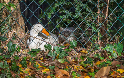 „Nur Natur“#33 – immer am Donnerstag