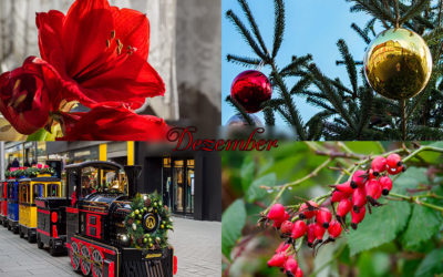 Endspurt . . . Schon Dezember!