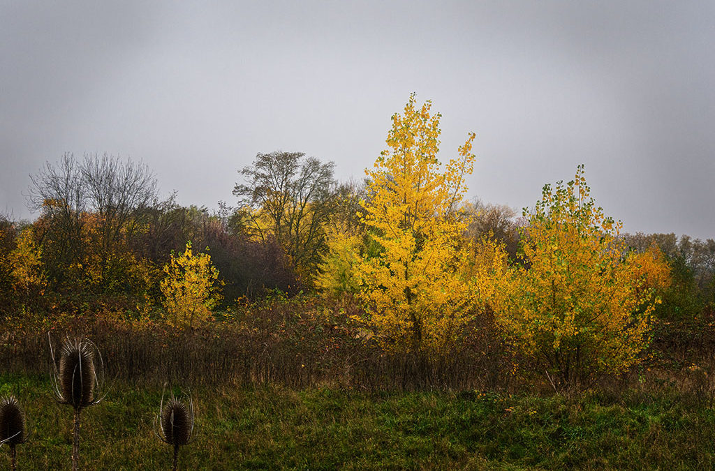 Etwas november-neblig heute