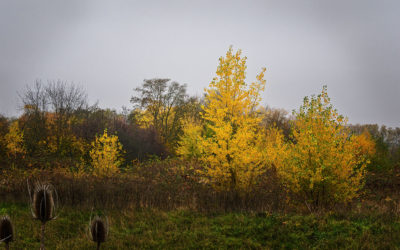 Etwas november-neblig heute