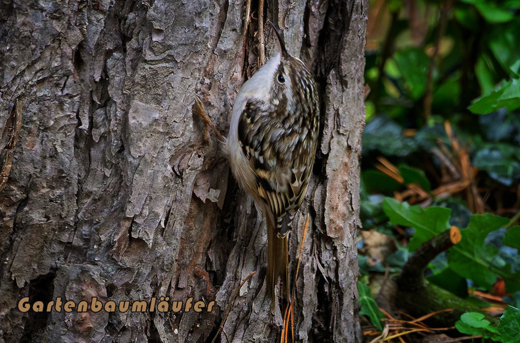 Keine Sonntagsruhe im Garten