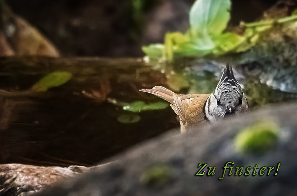 Warum können die nicht ………?