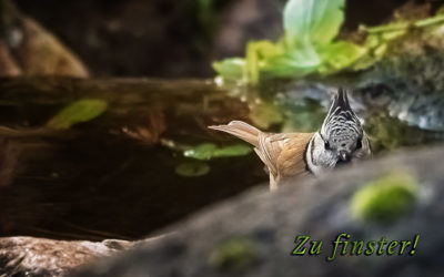 Warum können die nicht ………?