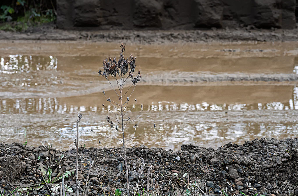 „Nur Natur“#36 – immer am Donnerstag