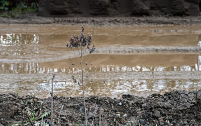 „Nur Natur“#36 – immer am Donnerstag