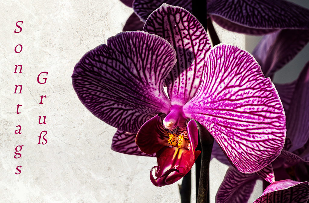 Orchidee statt Kaktus & natürlich auch ein Hörnchen