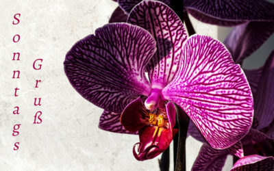 Orchidee statt Kaktus & natürlich auch ein Hörnchen