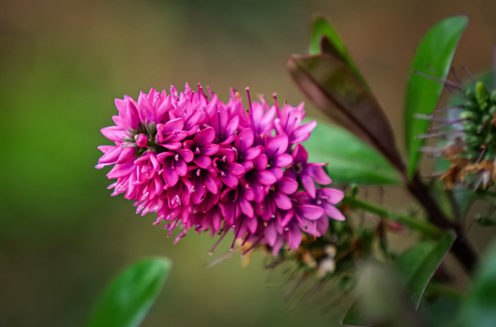 Update: Diverse Malaisen & Co