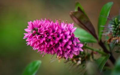 Update: Diverse Malaisen & Co