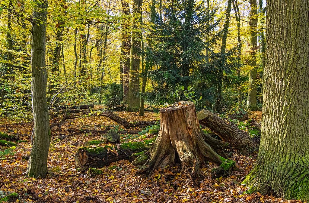 Mainwiesen & Stadtwald