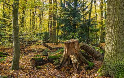 Mainwiesen & Stadtwald