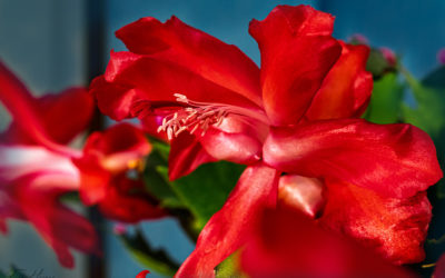 „Nur Natur“#35 – immer am Donnerstag