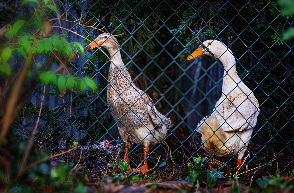 Unschöne Überraschungen oder . . .