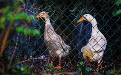 Unschöne Überraschungen oder . . .