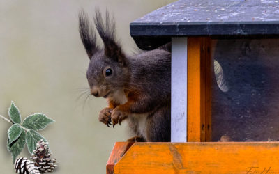 3. Advent – auch nur finster