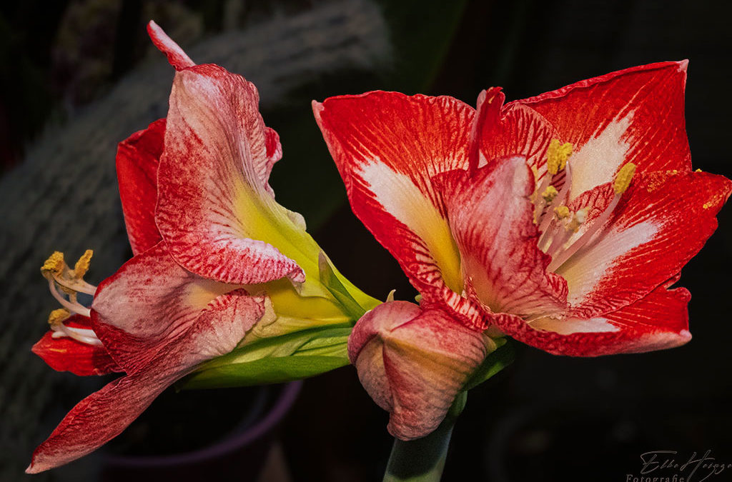 Nur Natur – heute mal von drinnen