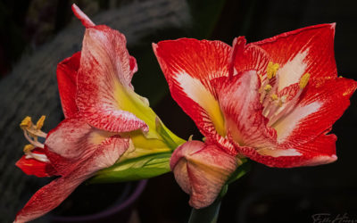 Nur Natur – heute mal von drinnen