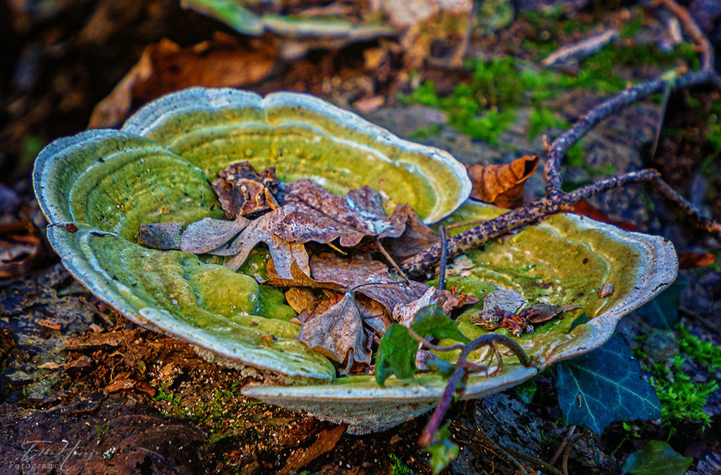 Kommt essen – es ist angerichtet . . .