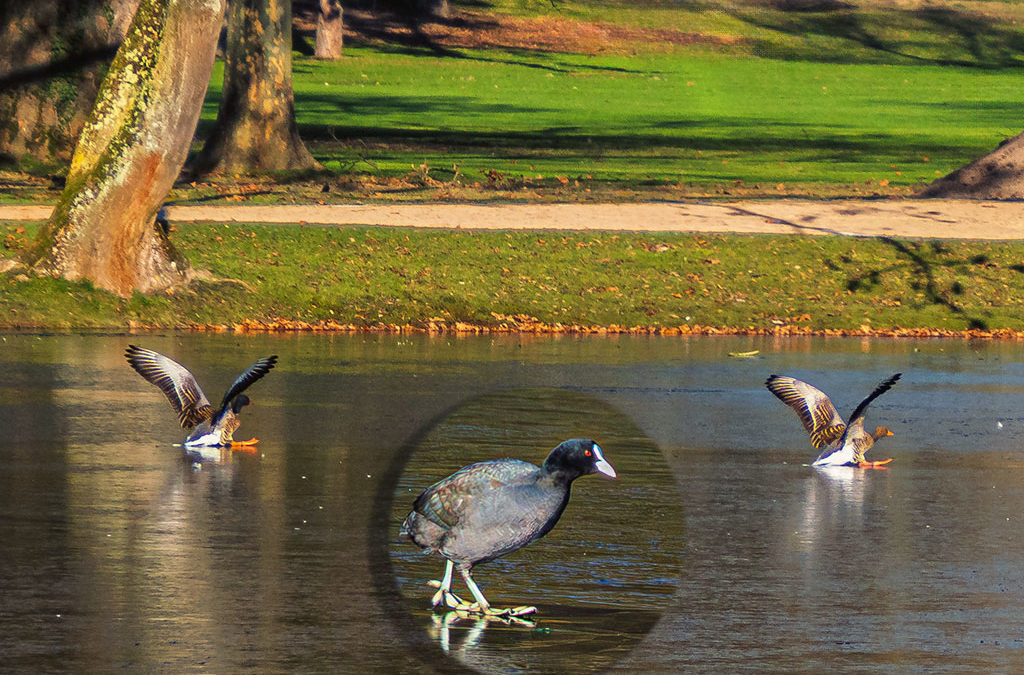 Fliegen, tapsen oder gleiten?