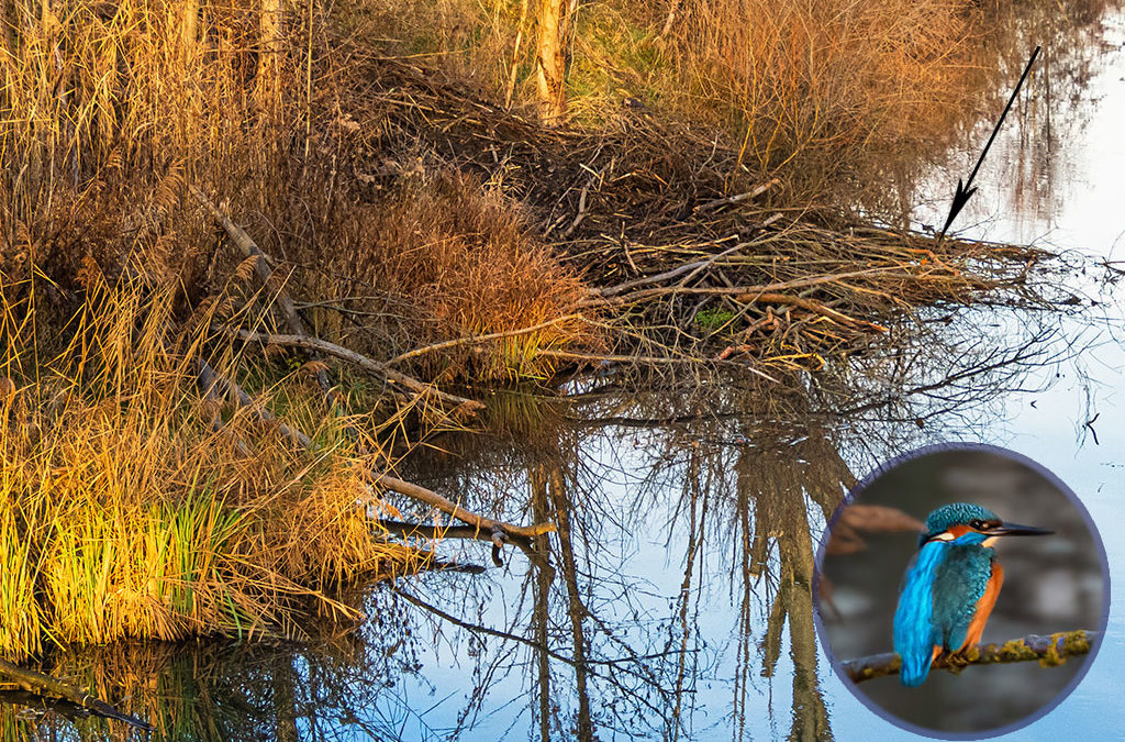 Erstes Eisvogelglück