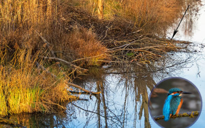 Erstes Eisvogelglück