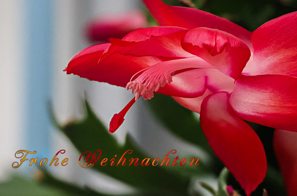 Weihnachten steht vor der Tür