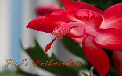 Weihnachten steht vor der Tür