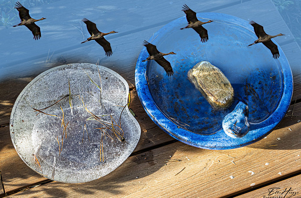 Zu kalt für die Kraniche