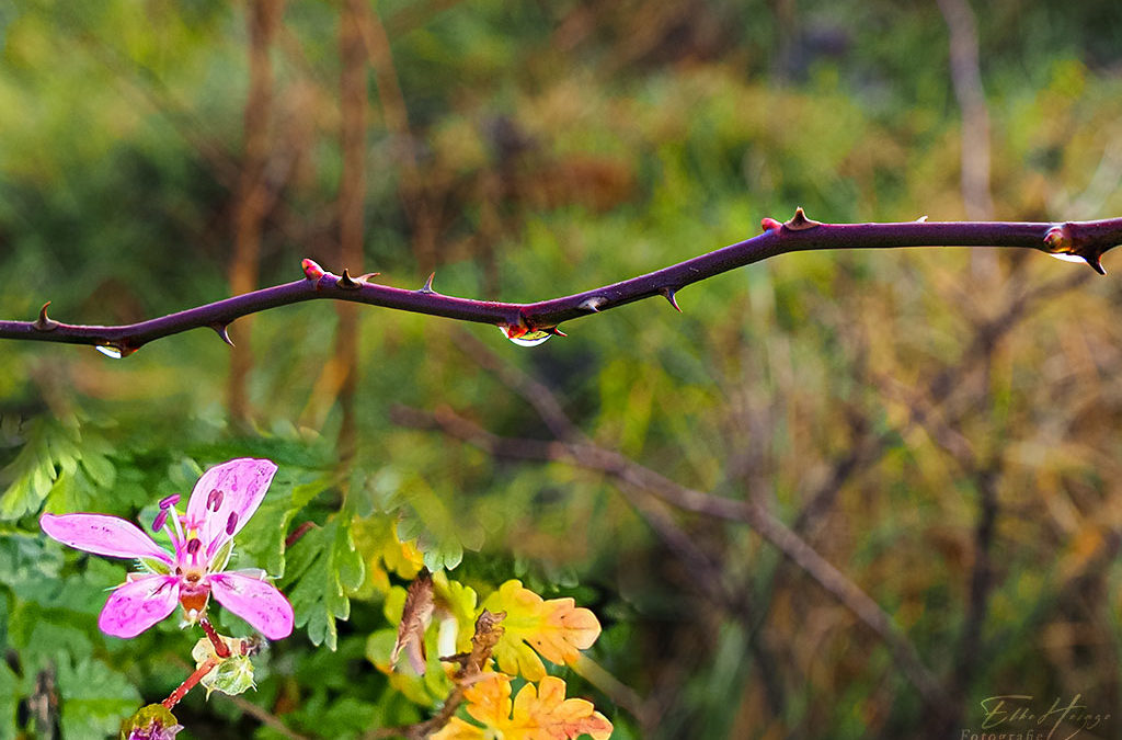 Blümchenfreitag & ein unerwarteter Fund