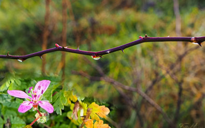 Blümchenfreitag & ein unerwarteter Fund